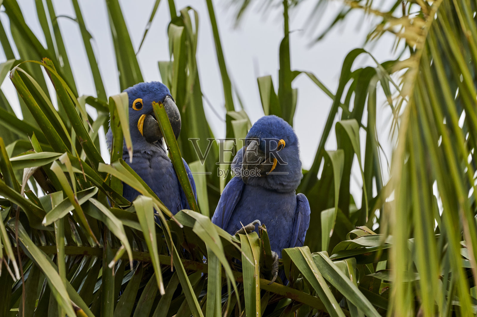 风信子金刚鹦鹉，Anodorhynchus hyacinthinus，或风信子金刚鹦鹉，是一种美丽的，巨大的深蓝色鹦鹉，可以在Pantal附近的Jofre，南美洲发现照片摄影图片