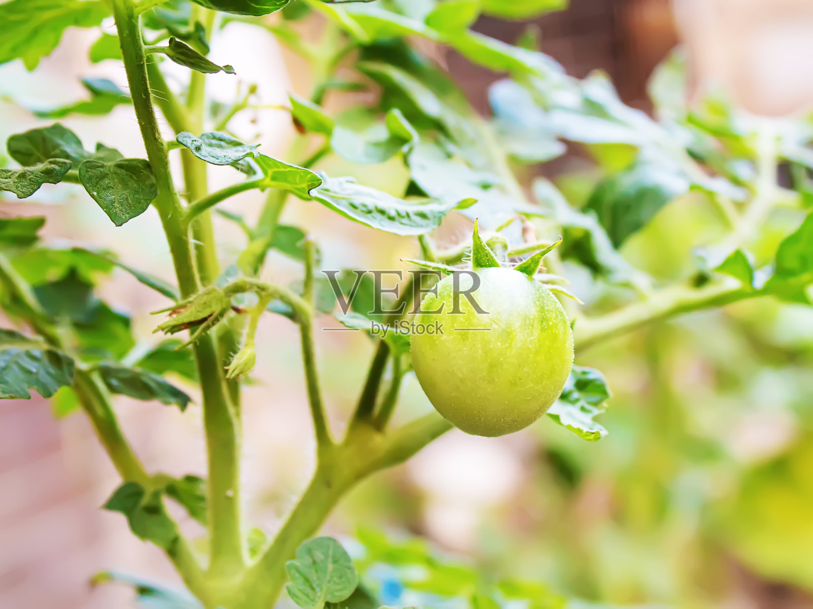 花园里长着绿色的西红柿。有选择性的重点照片摄影图片