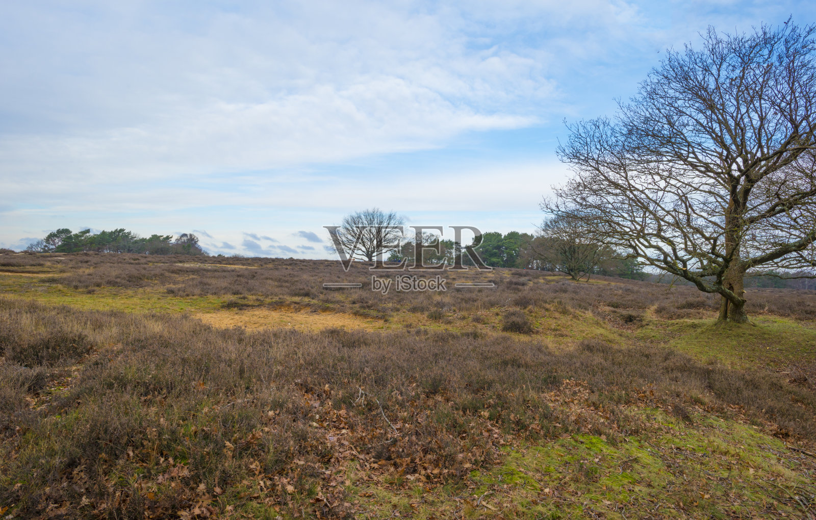 在冬季多云的阳光下的石南和树木照片摄影图片