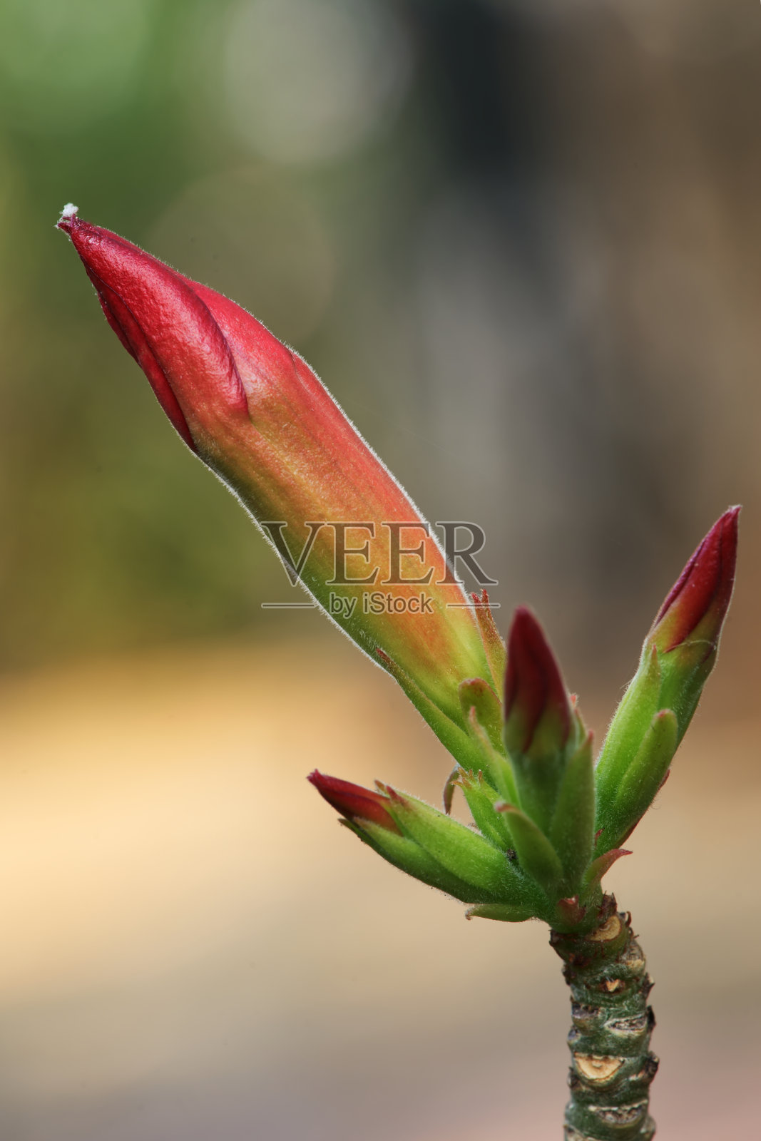 沙漠玫瑰花蕾照片摄影图片