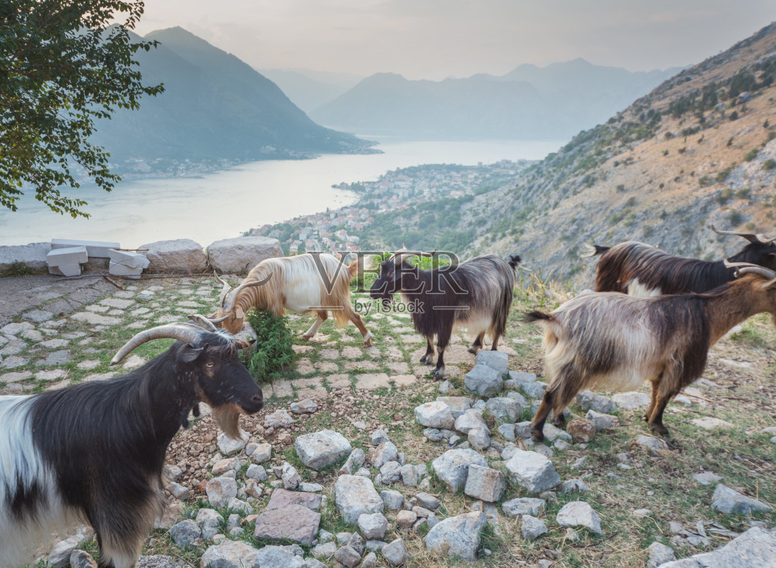 俯瞰黑山科托尔湾的山羊。照片摄影图片