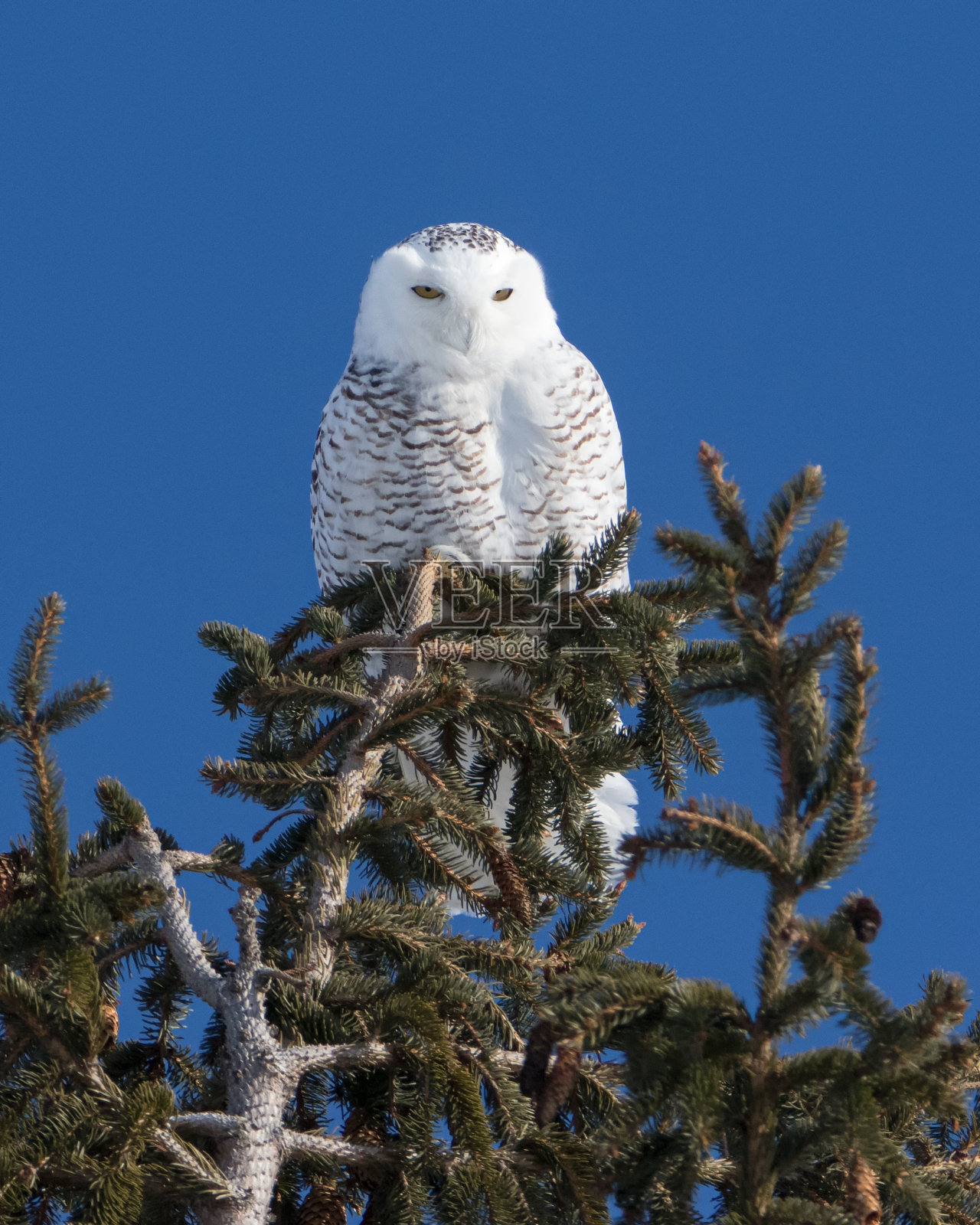 近距离拍摄在针叶树上的雪鸮照片摄影图片