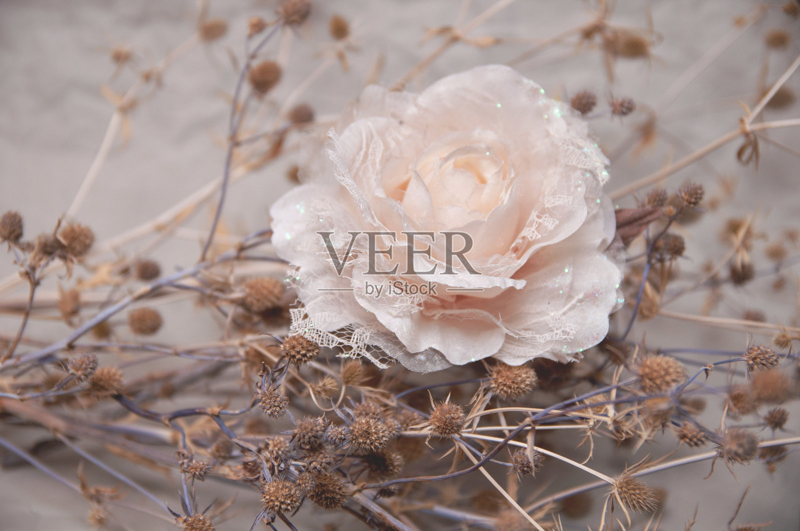 淡色人工玫瑰，灰色背景上有蓟植物照片摄影图片