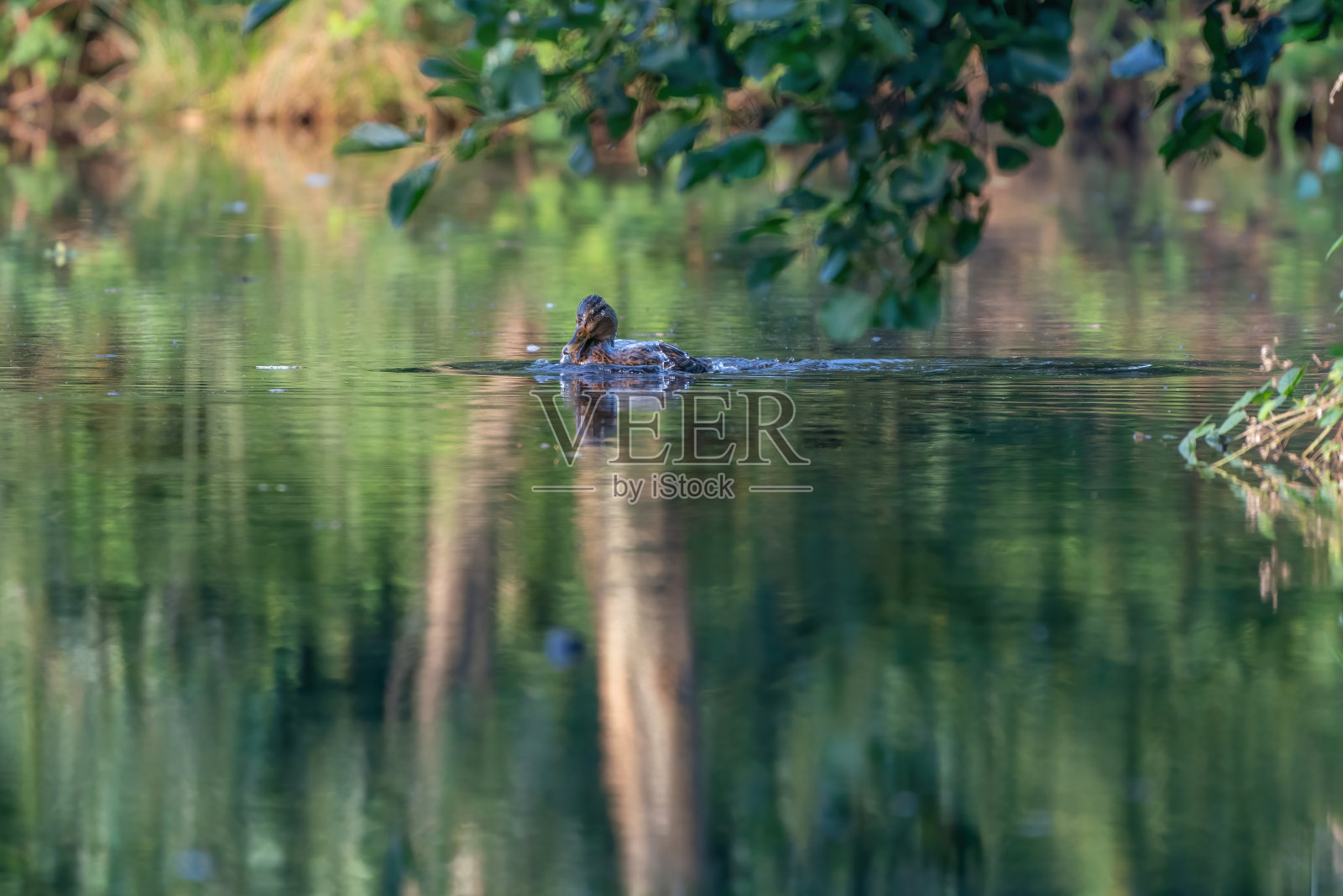 女性的野鸭。溅水。日出时一只鸭子在碧水中倒影照片摄影图片