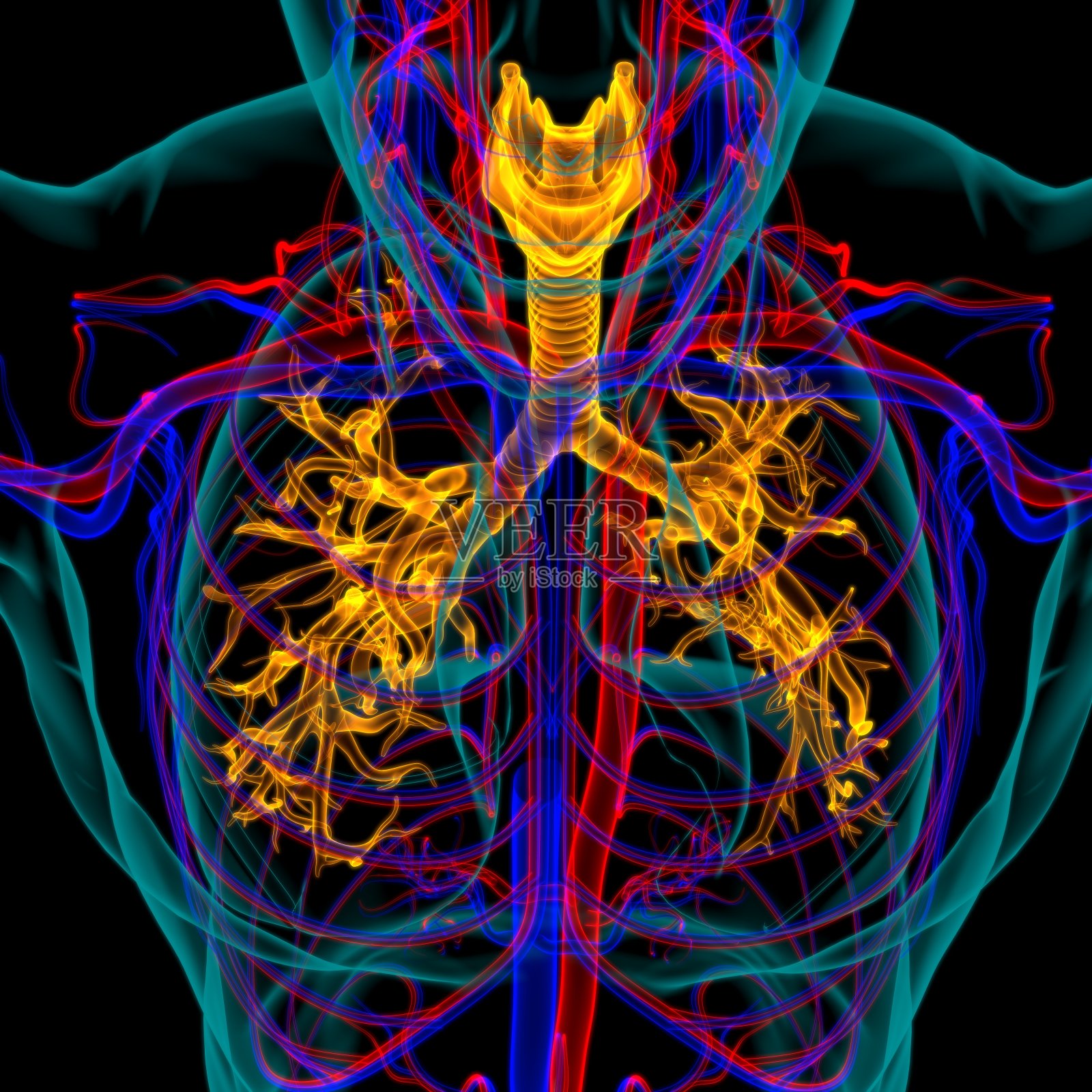 肺人体呼吸系统解剖医学概念3D渲染照片摄影图片