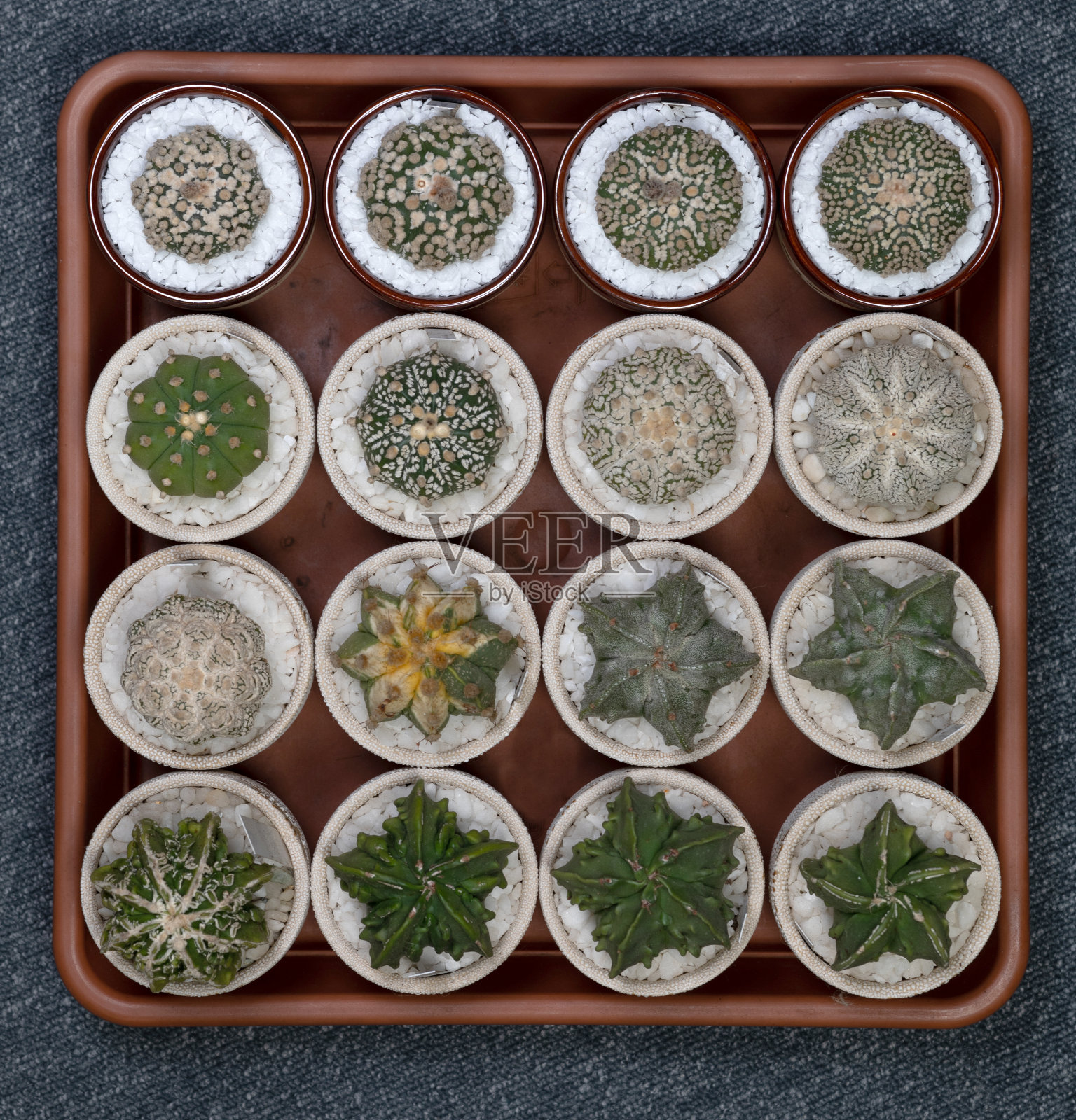 星形植物仙人掌收集在花瓶。近距离照片摄影图片