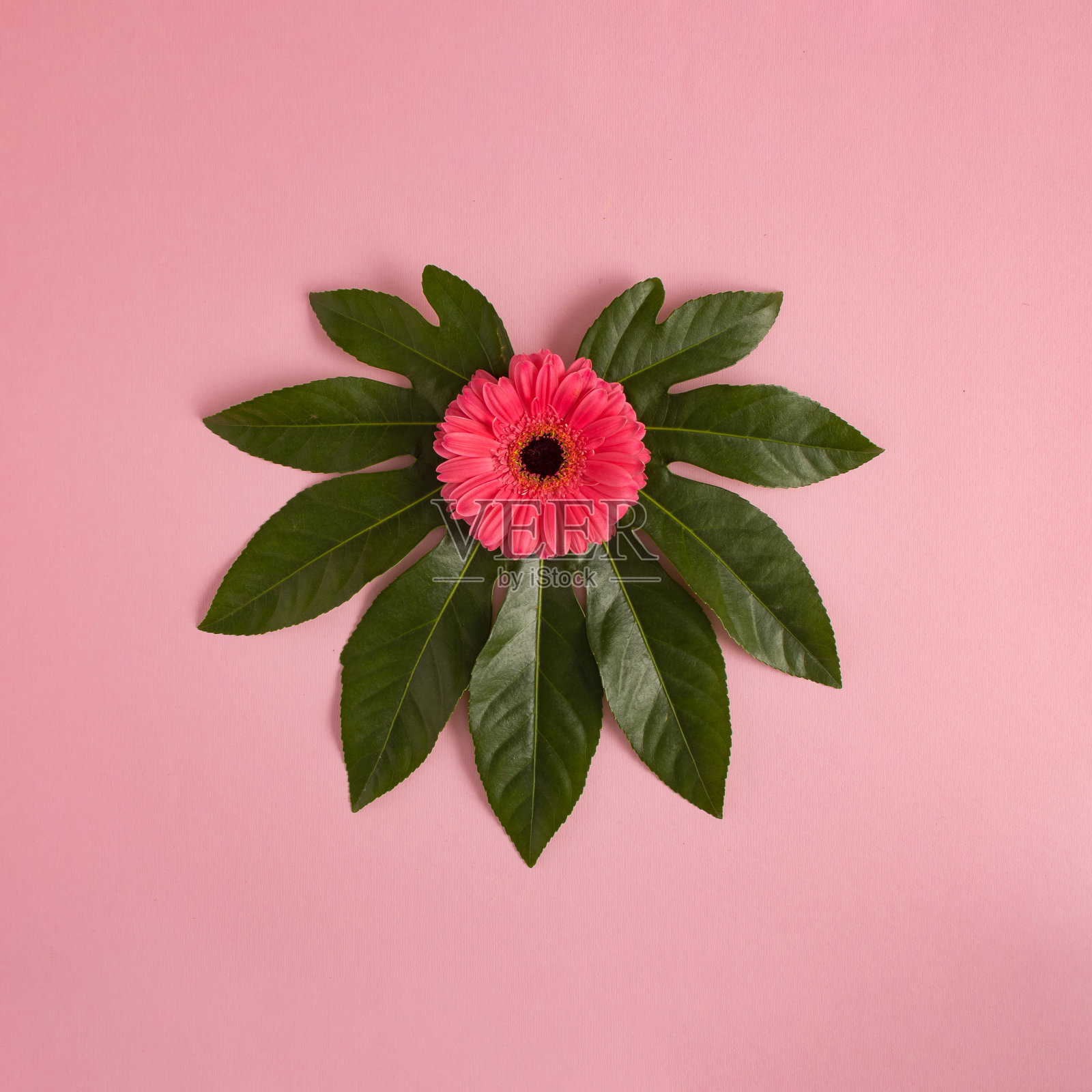 绿叶和粉红色的心状花朵在粉红色的背景上。爱的概念。最小平铺性照片摄影图片