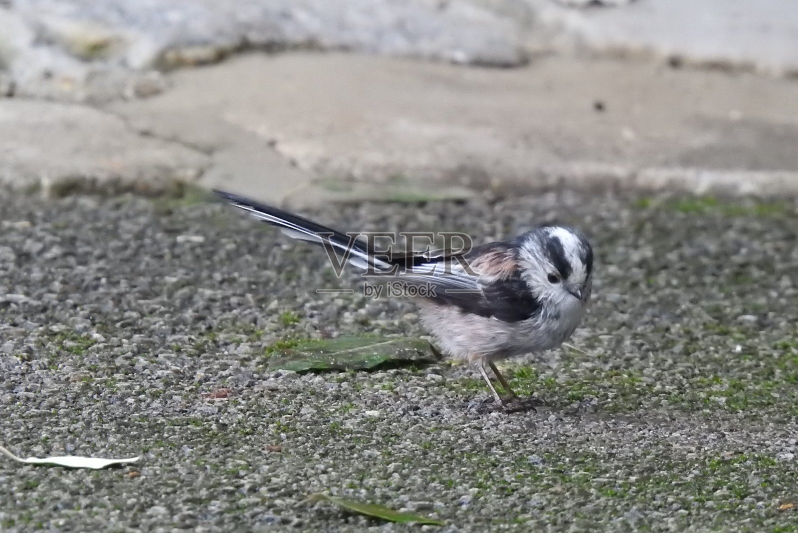 近景侧面的一个长尾山雀向下看，而站在一个砾石小径照片摄影图片