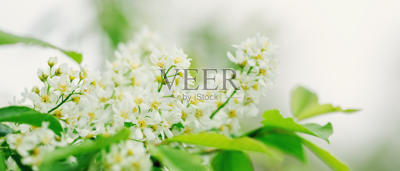 横旗与鸟樱花树在盛开。花的背景。大自然中的樱花鸟。副本的空间。软焦点照片摄影图片