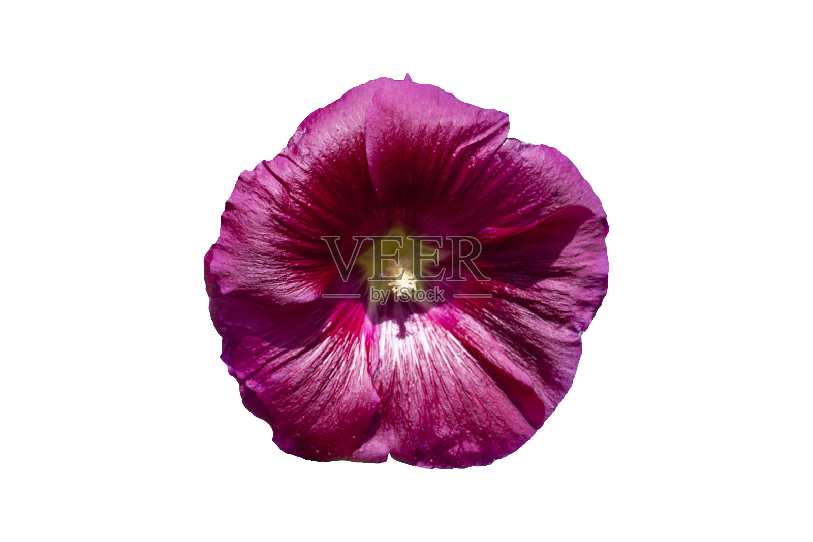 Hollyhock的“勃艮第塔”(Burgundy Towers)被切割出来，孤立在白色的背景上照片摄影图片