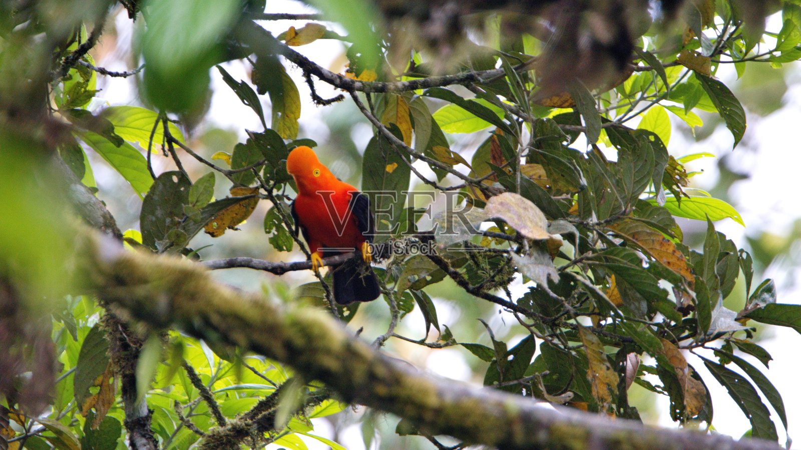 安第斯公鸡照片摄影图片