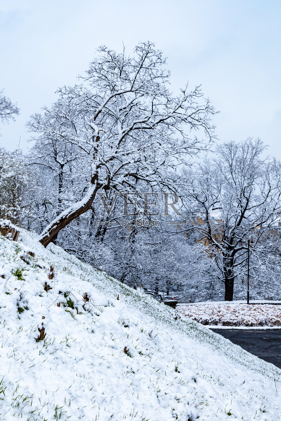 清晨，在满是积雪的公园里，树木环绕的小路上照片摄影图片