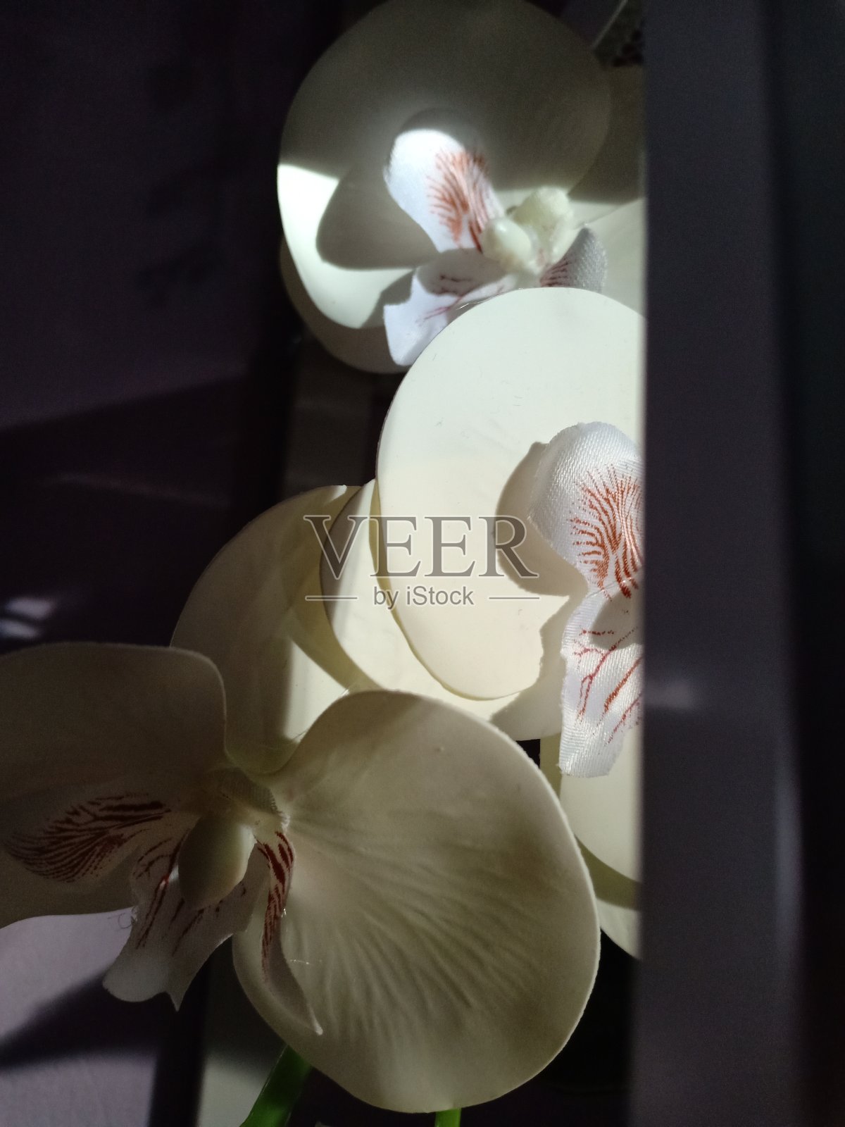 人工兰花花朵照片摄影图片