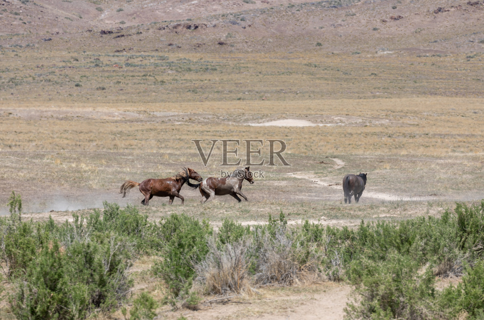 一对正在争斗的野马照片摄影图片