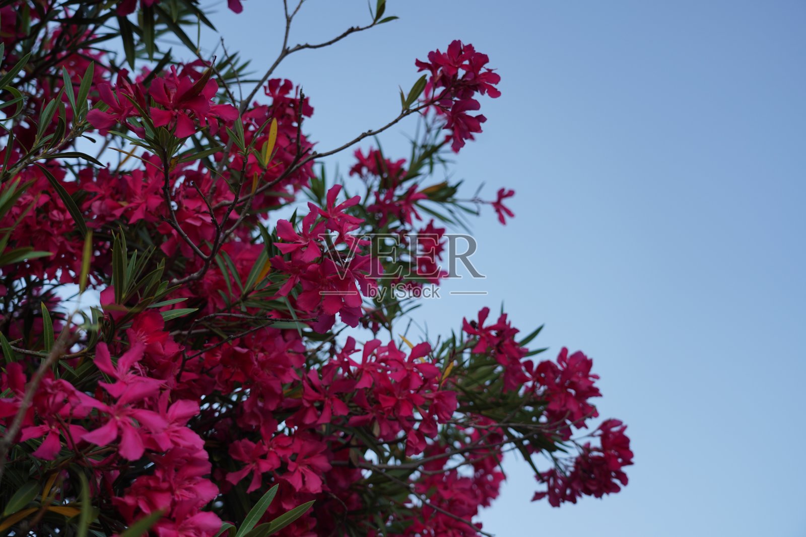 粉红色的花朵被蓝色的天空包围的特写照片摄影图片