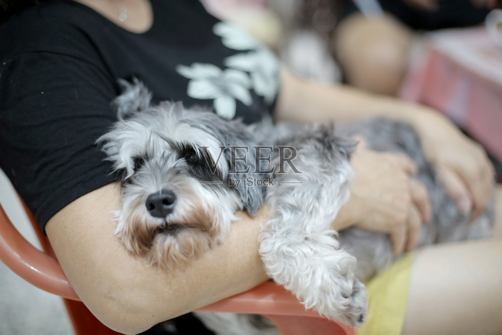 宠物狗照片摄影图片