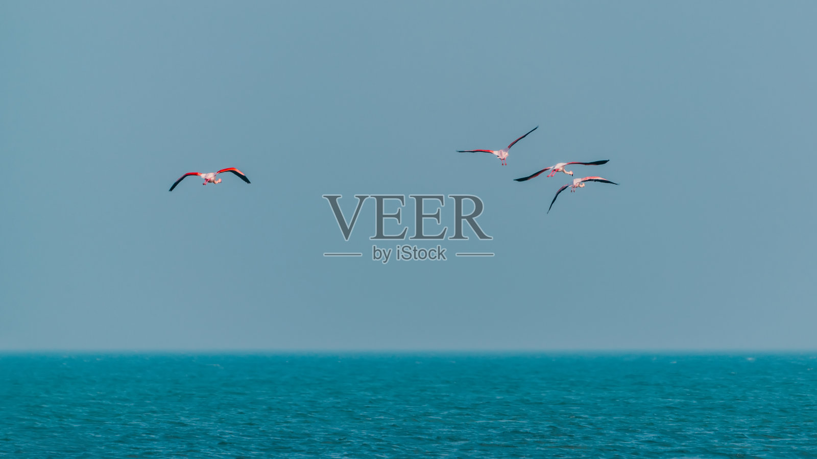 粉红色的火烈鸟在海面上飞翔照片摄影图片