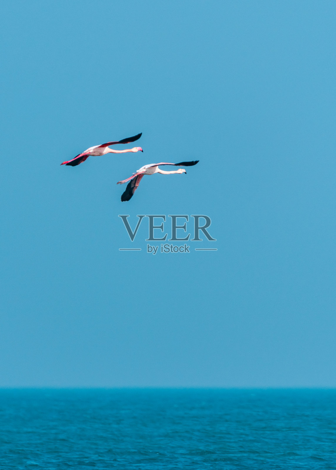 粉红色的火烈鸟在海面上飞翔照片摄影图片