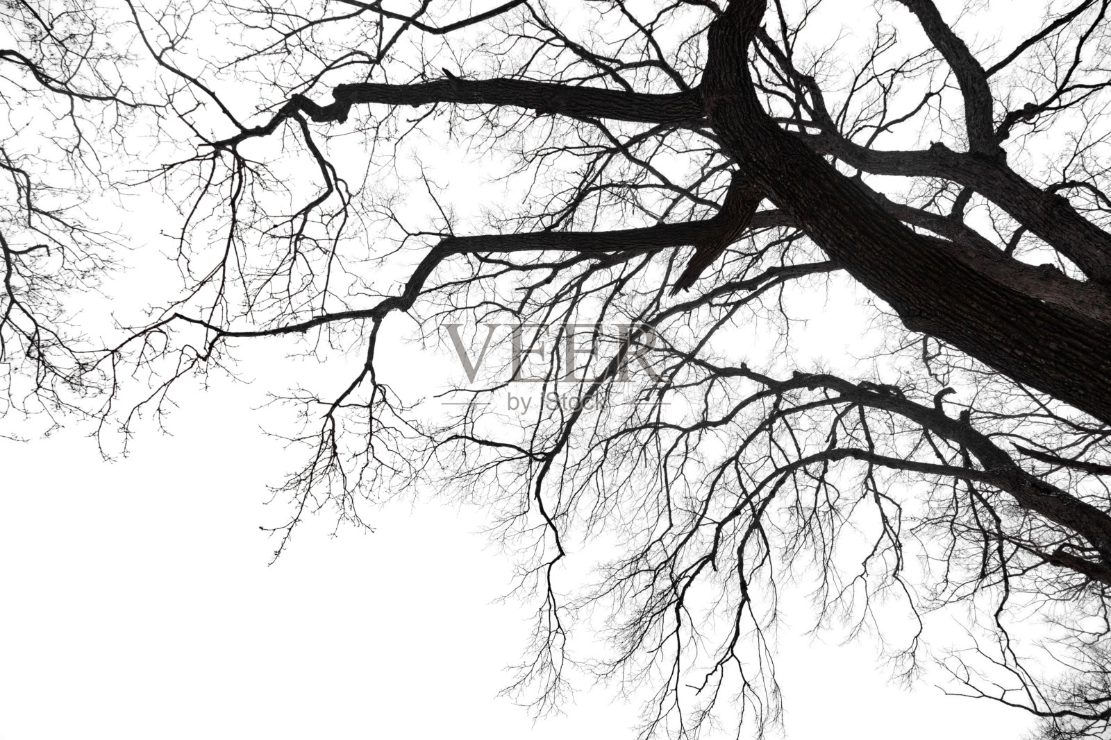 干燥裸露的树枝孤立在白色背景上照片摄影图片