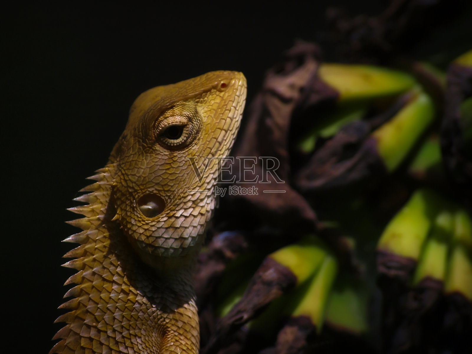 动物/野生动物照片摄影图片