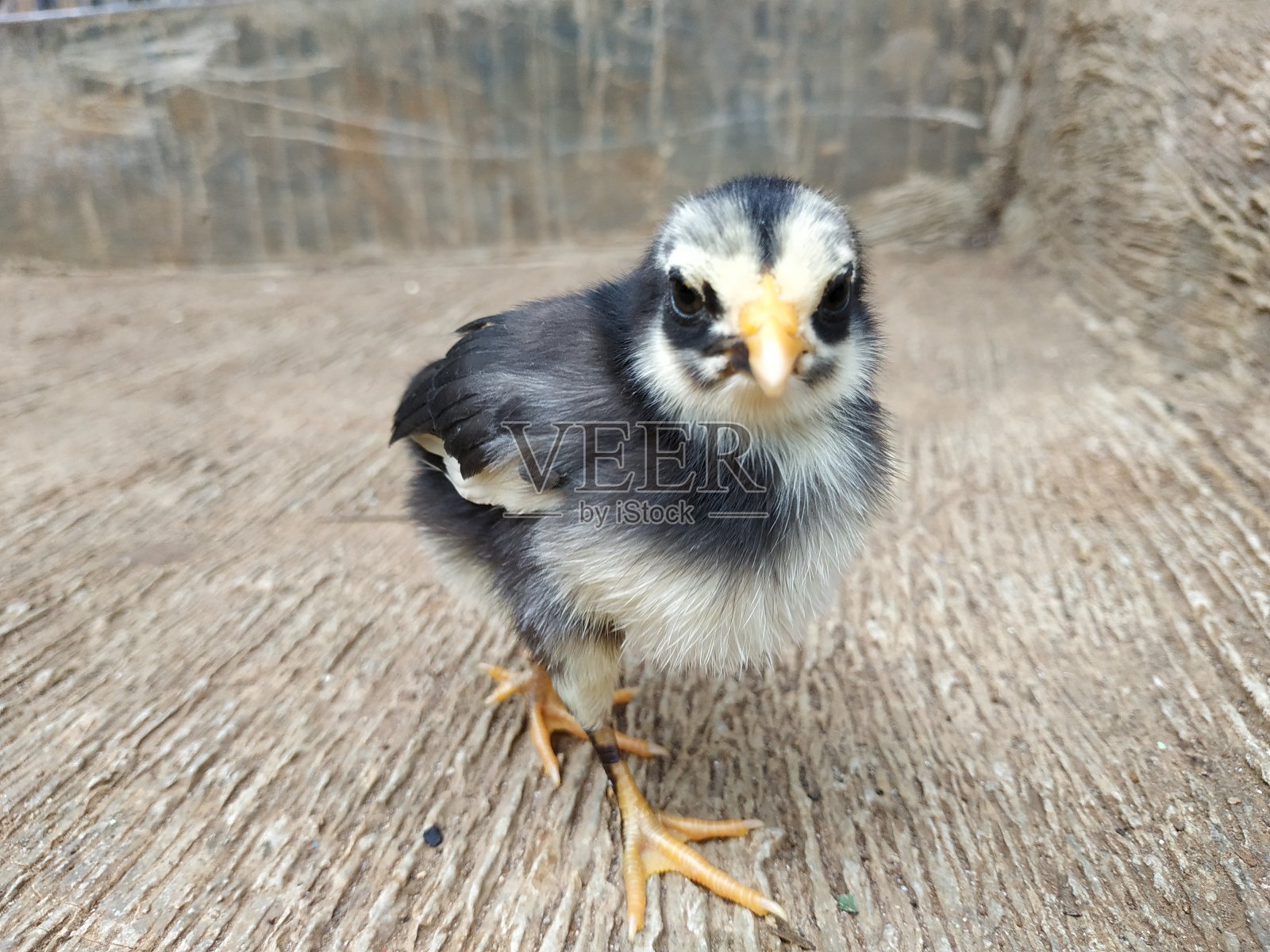 鸡照片摄影图片
