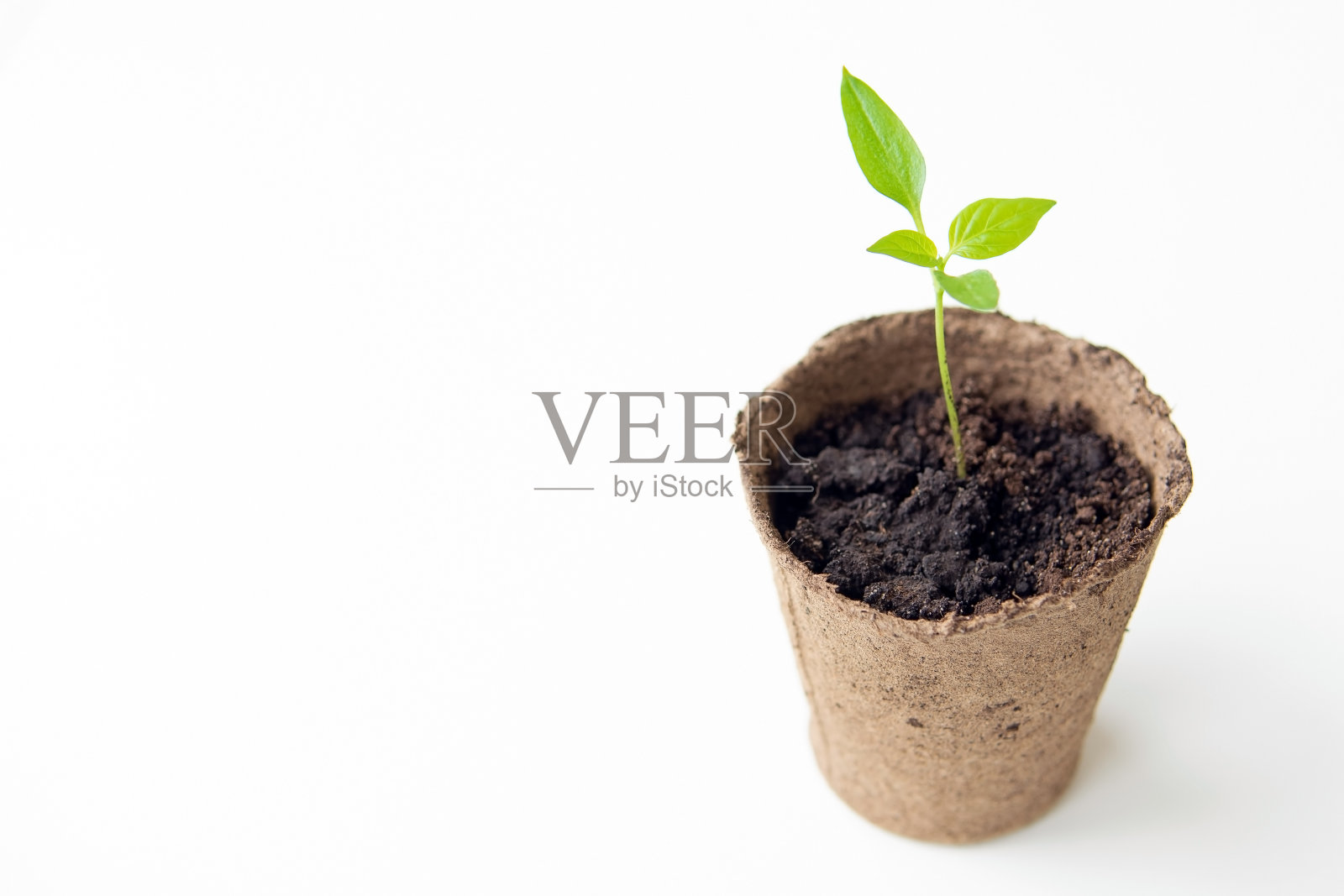 白色背景上的泥炭花盆里的幼苗。副本的空间。关闭了。照片摄影图片