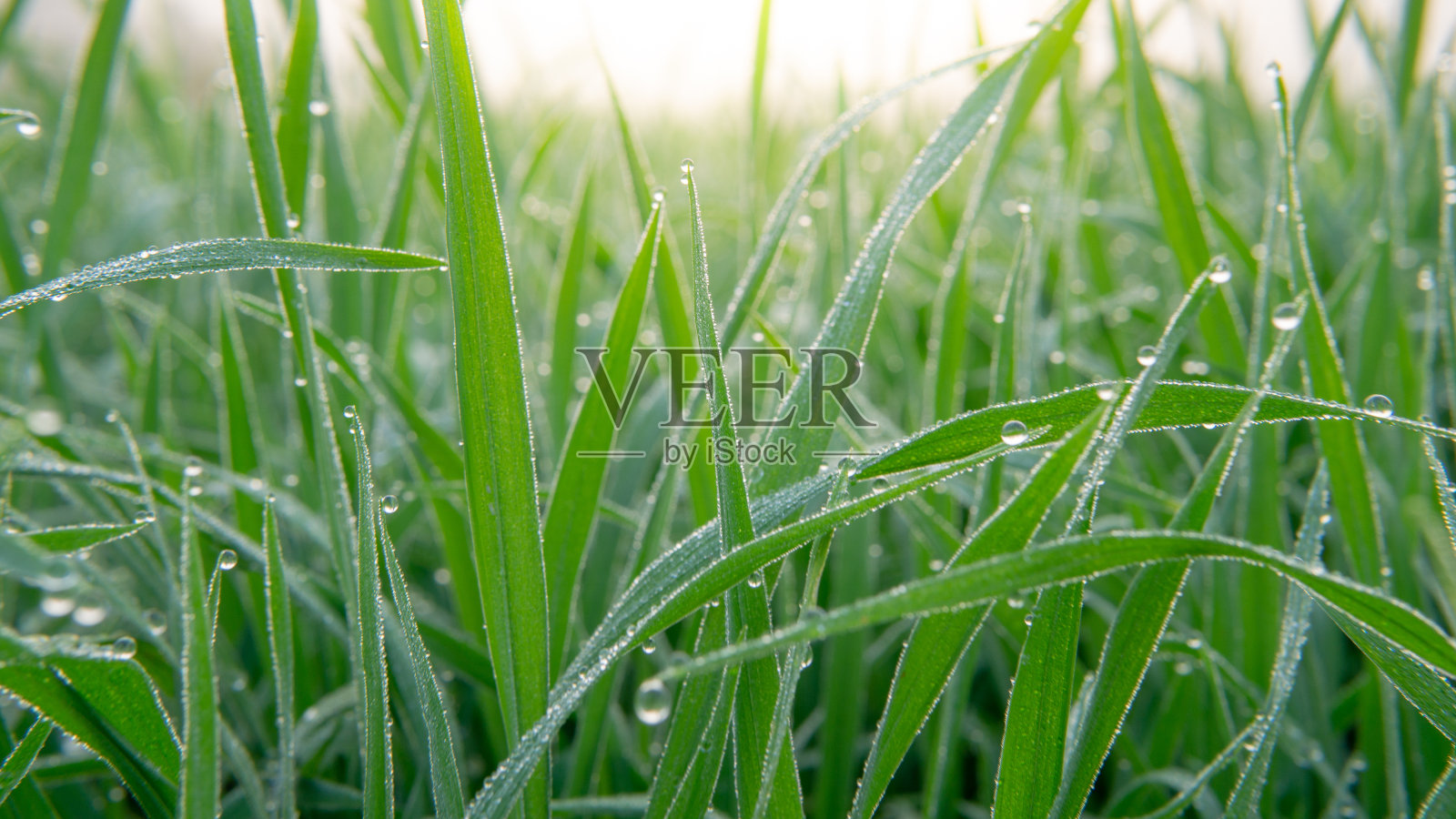 清晨的露珠洒在稻田上。照片摄影图片