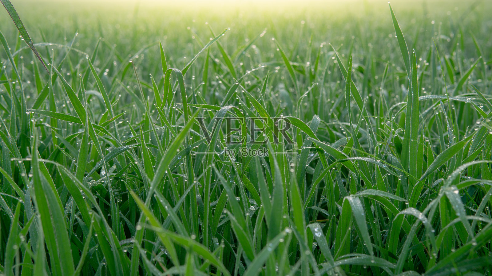 清晨的露珠洒在稻田上。照片摄影图片
