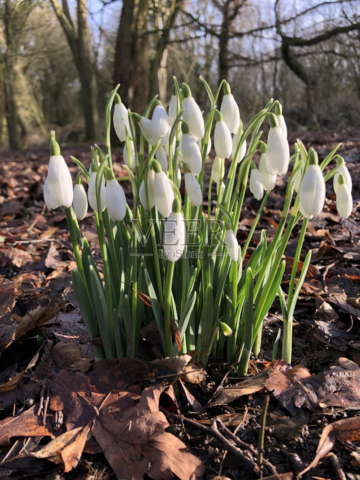 雪花莲照片摄影图片