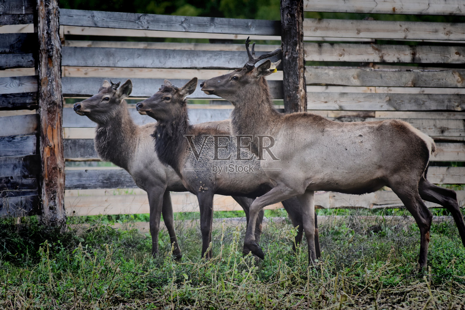 阿尔泰山的山水在秋季的丘陵地带照片摄影图片