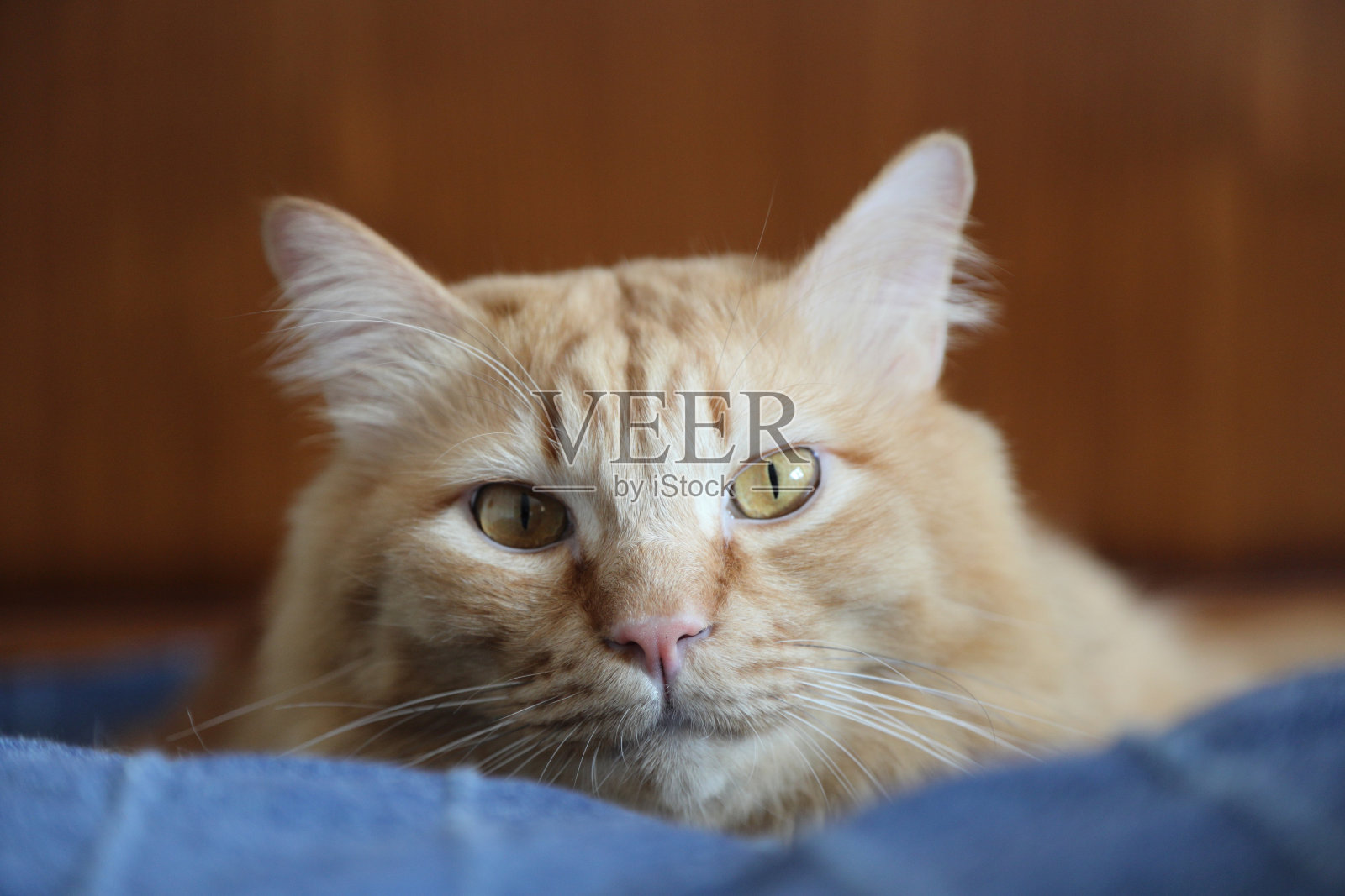 猫照片摄影图片