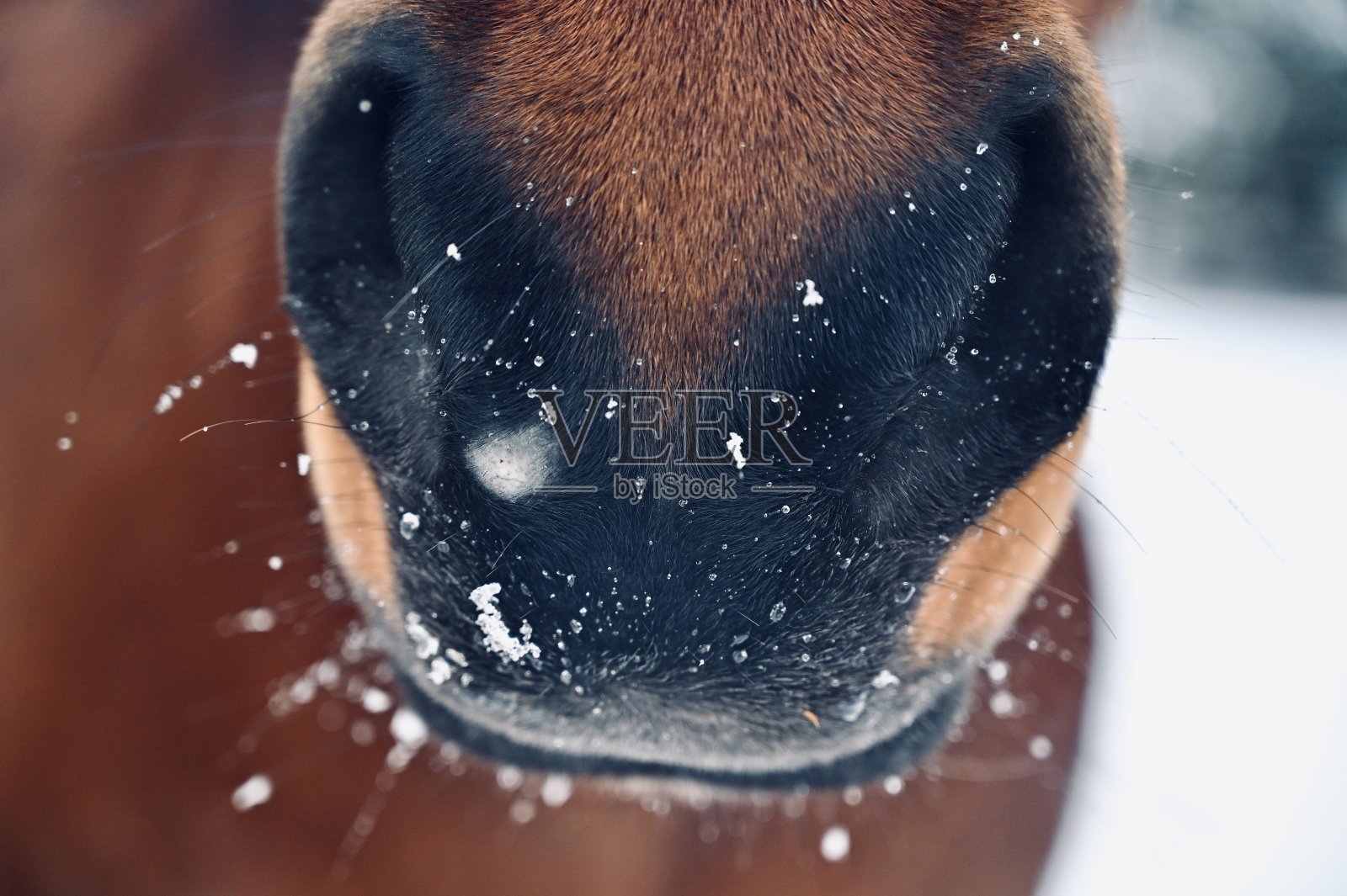 马的鼻子和雪照片摄影图片