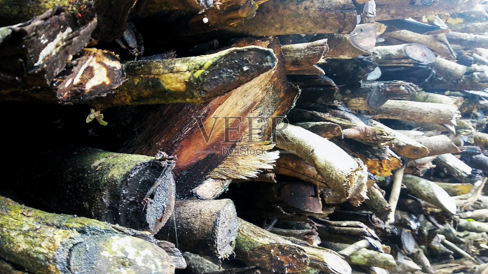 热带森林中成堆的柴火在运输前照片摄影图片