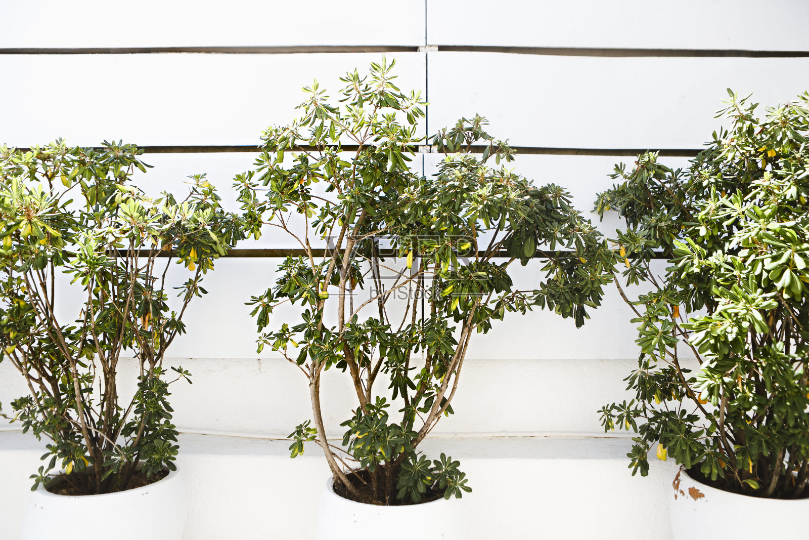 花盆中的装饰绿色植物照片摄影图片