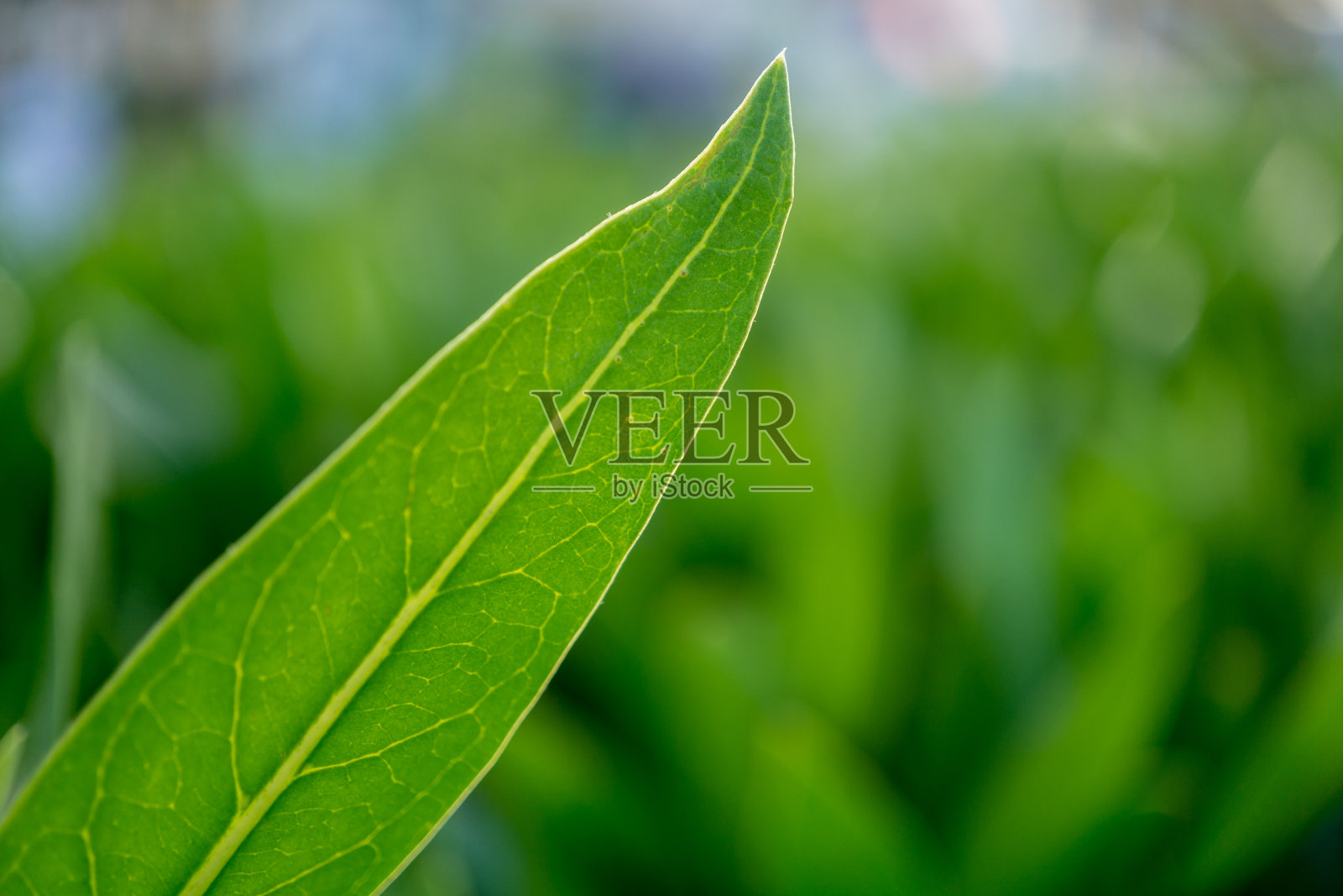 花园里模糊的背景上的绿叶照片摄影图片