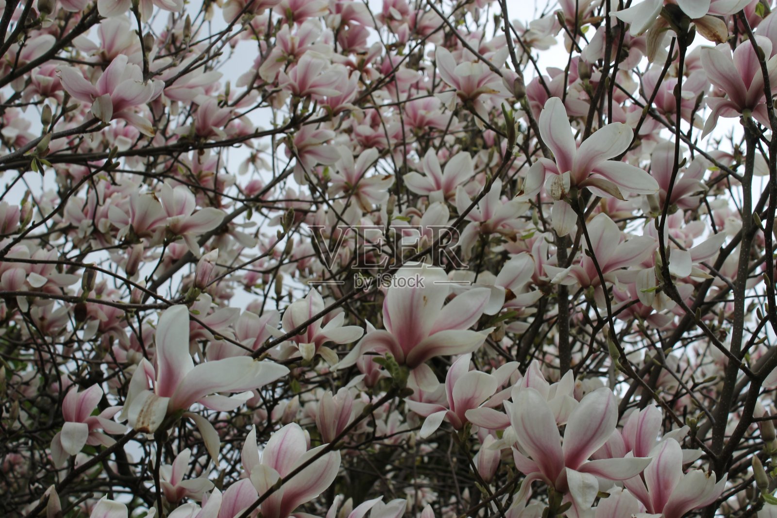 木兰照片摄影图片