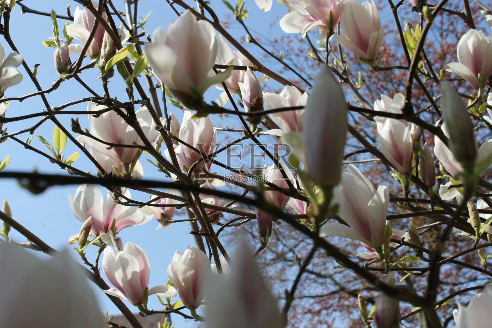 木兰照片摄影图片