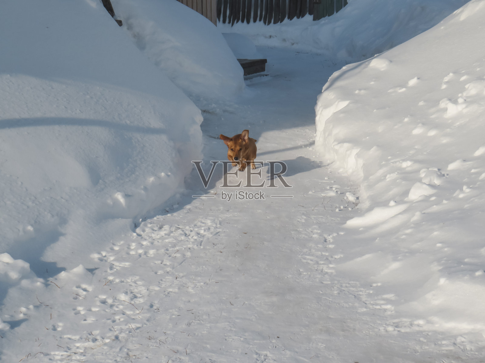 红色的杂种狗在奔跑中跳跃照片摄影图片