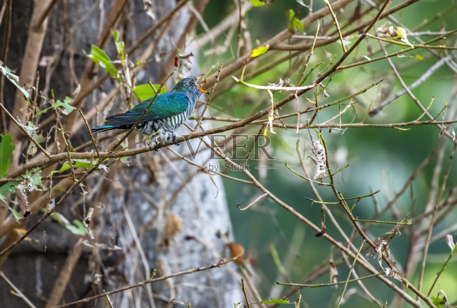 雄性亚洲翡翠杜鹃吃猎物，泰国照片摄影图片
