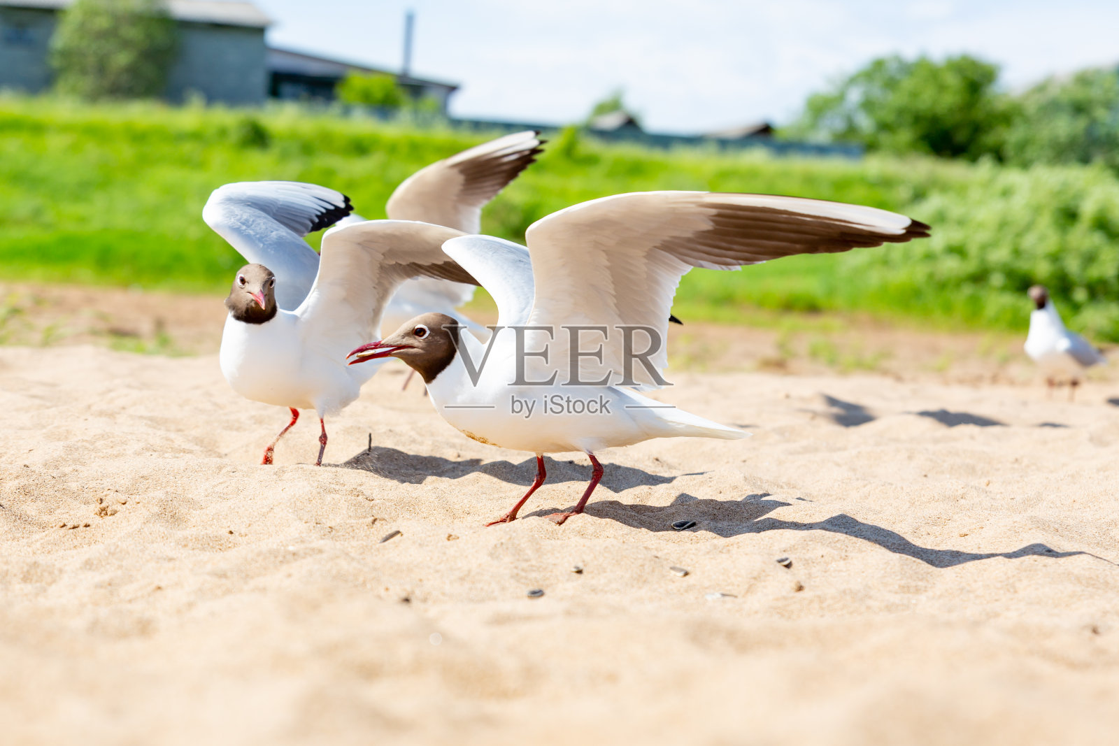 黑头鸥，河鸥，红尾鸥。海滩上的一群鸟。河沿岸。观鸟,鸟类。有选择性的重点照片摄影图片