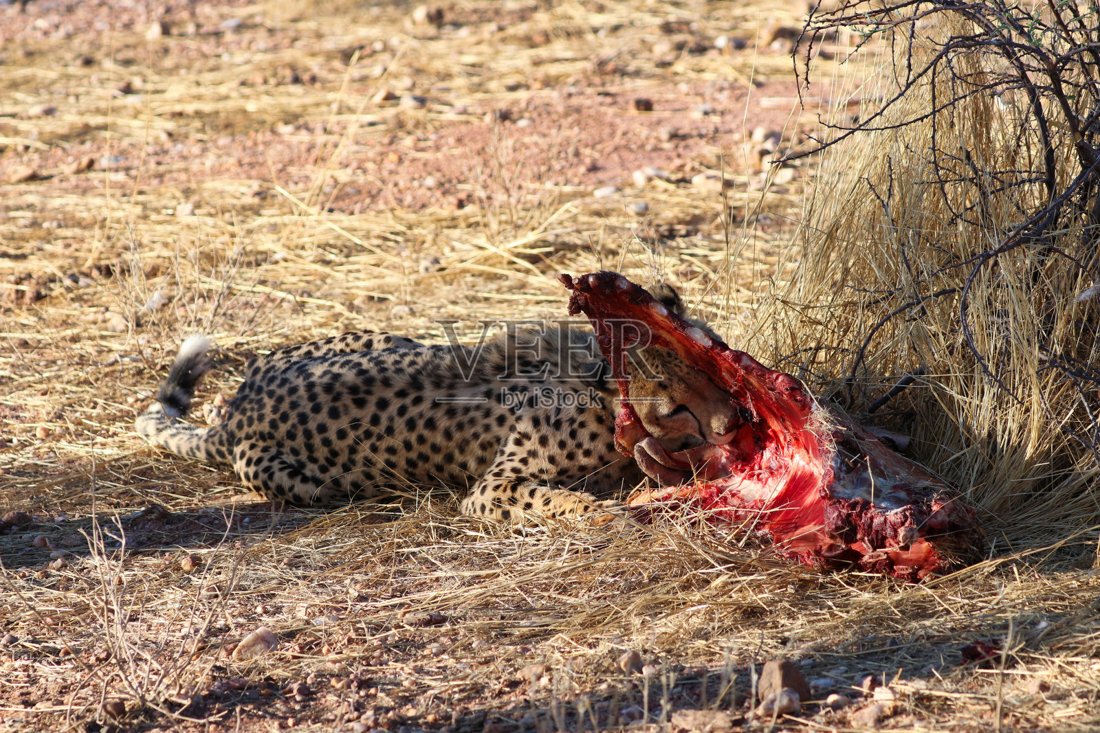 非洲纳米比亚，猎豹捕食猎物照片摄影图片