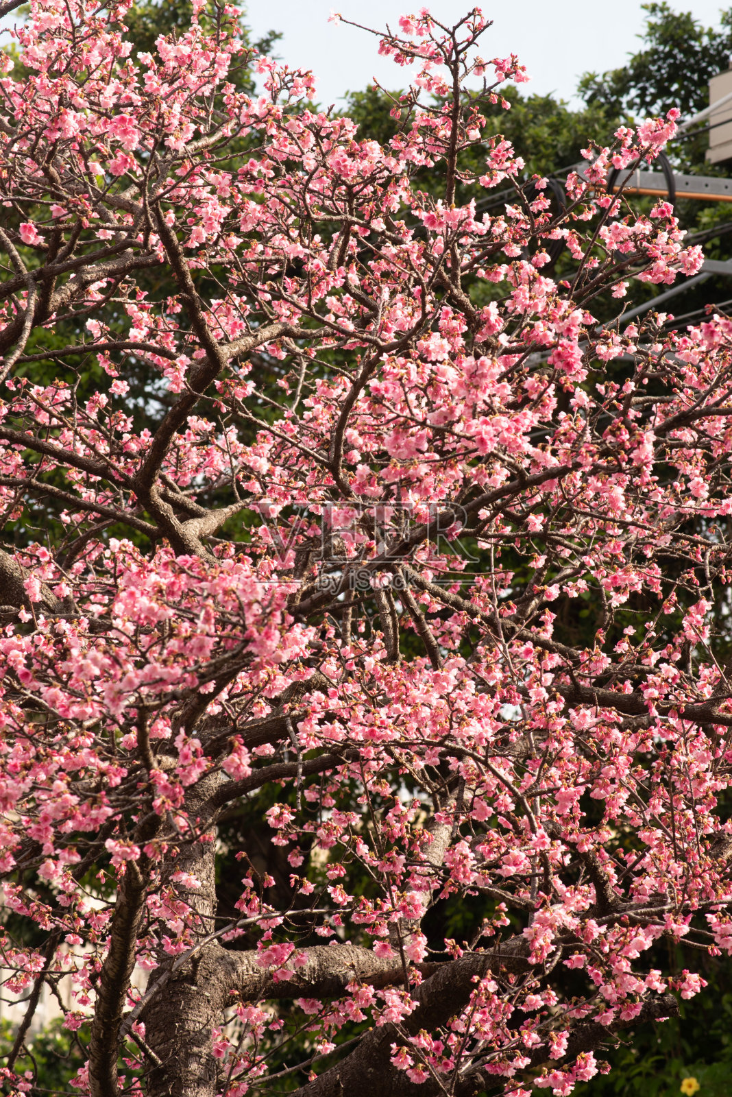 樱花盛开在冲绳县那霸市的一个公园里照片摄影图片