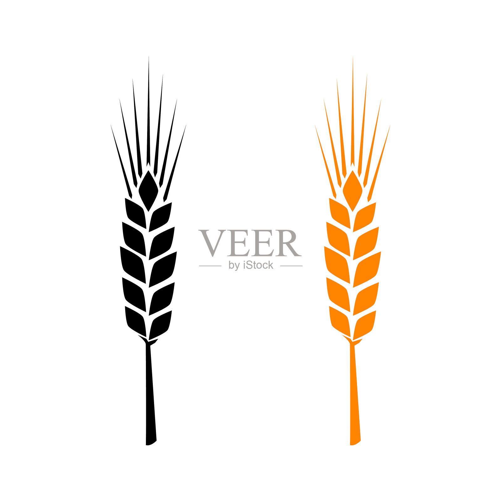 黑色和橙色的小麦抽穗。矢量插图白色孤立的背景插画图片素材