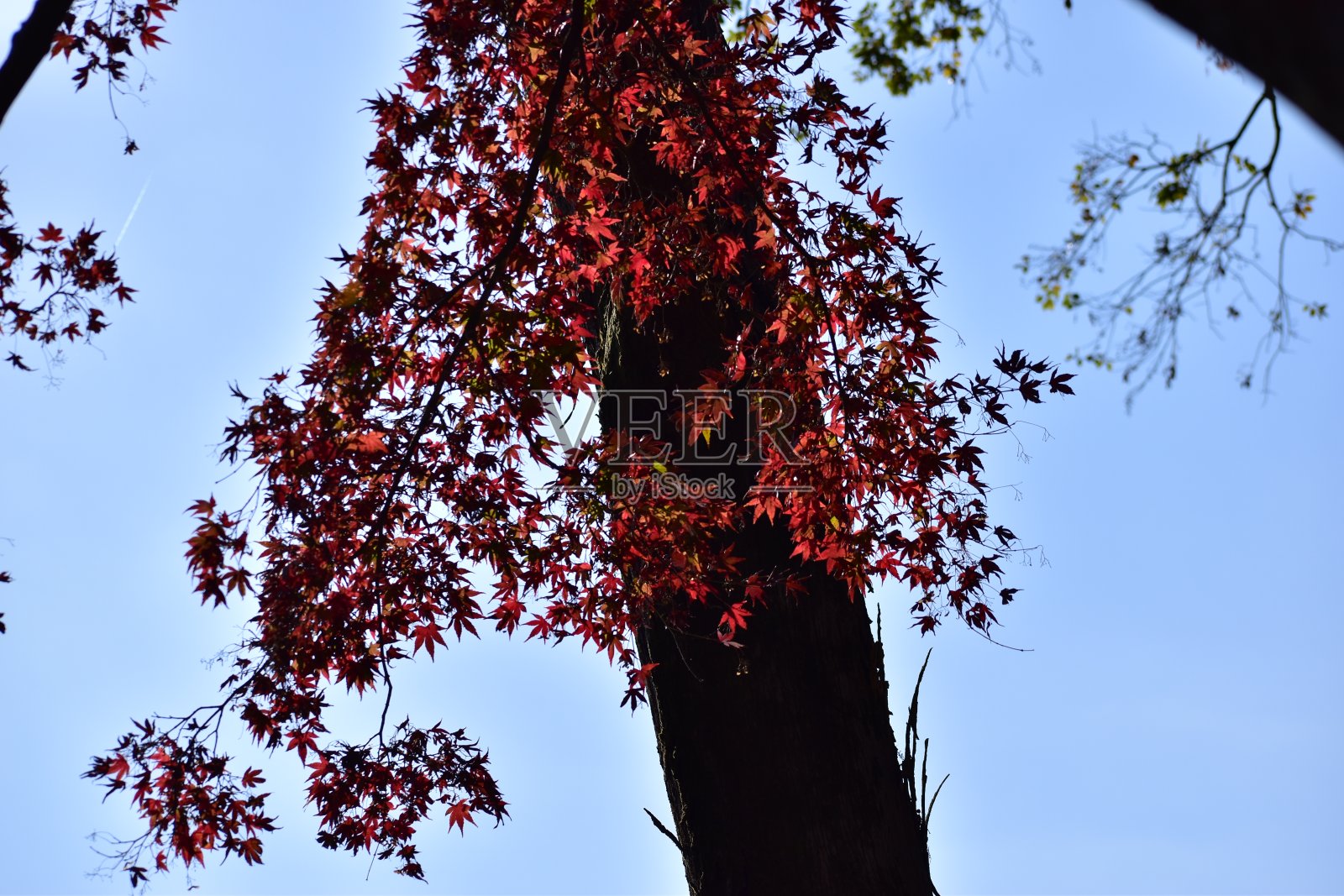 深红色的树叶照片摄影图片