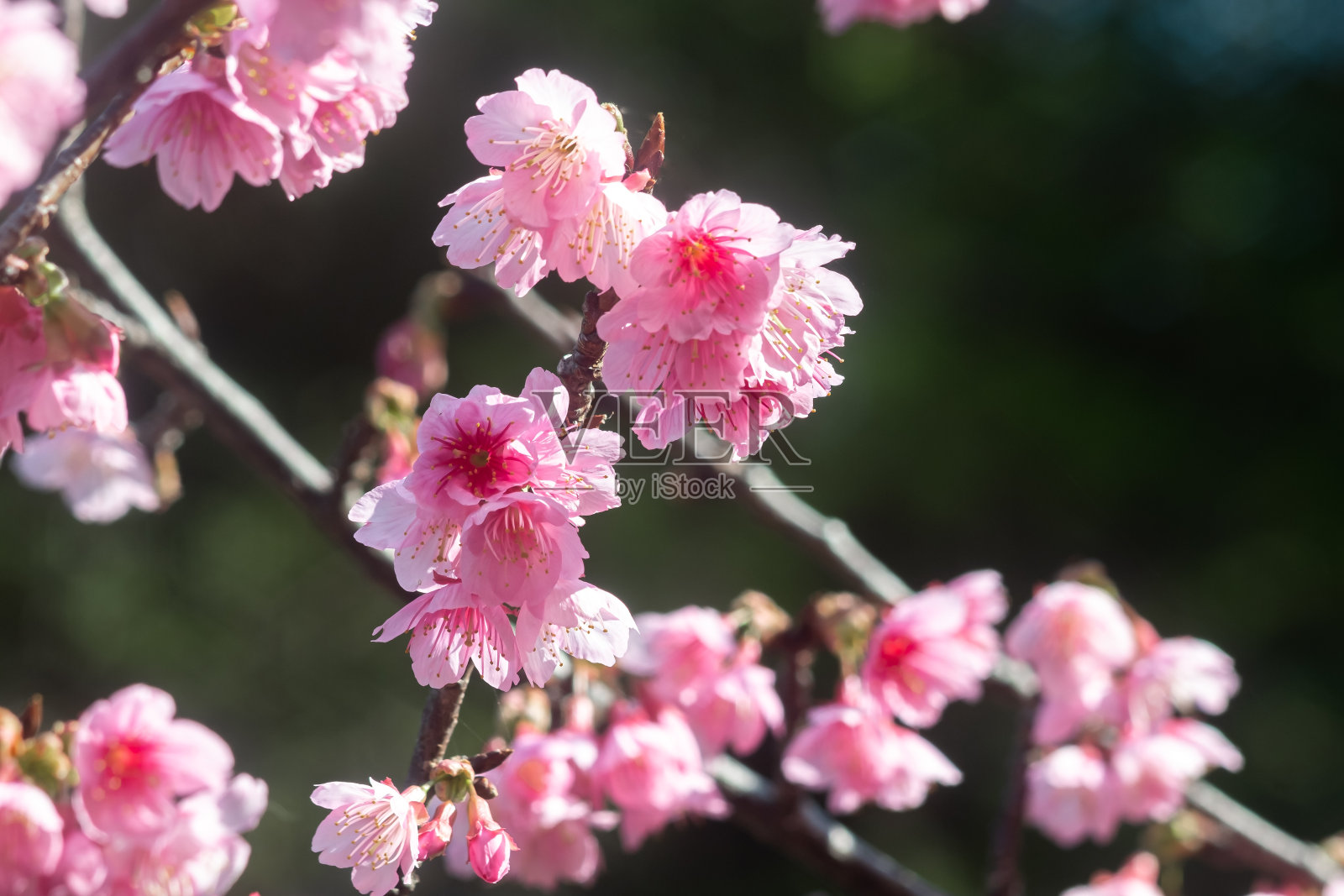 冲绳县早春，鲜红的樱花盛开照片摄影图片