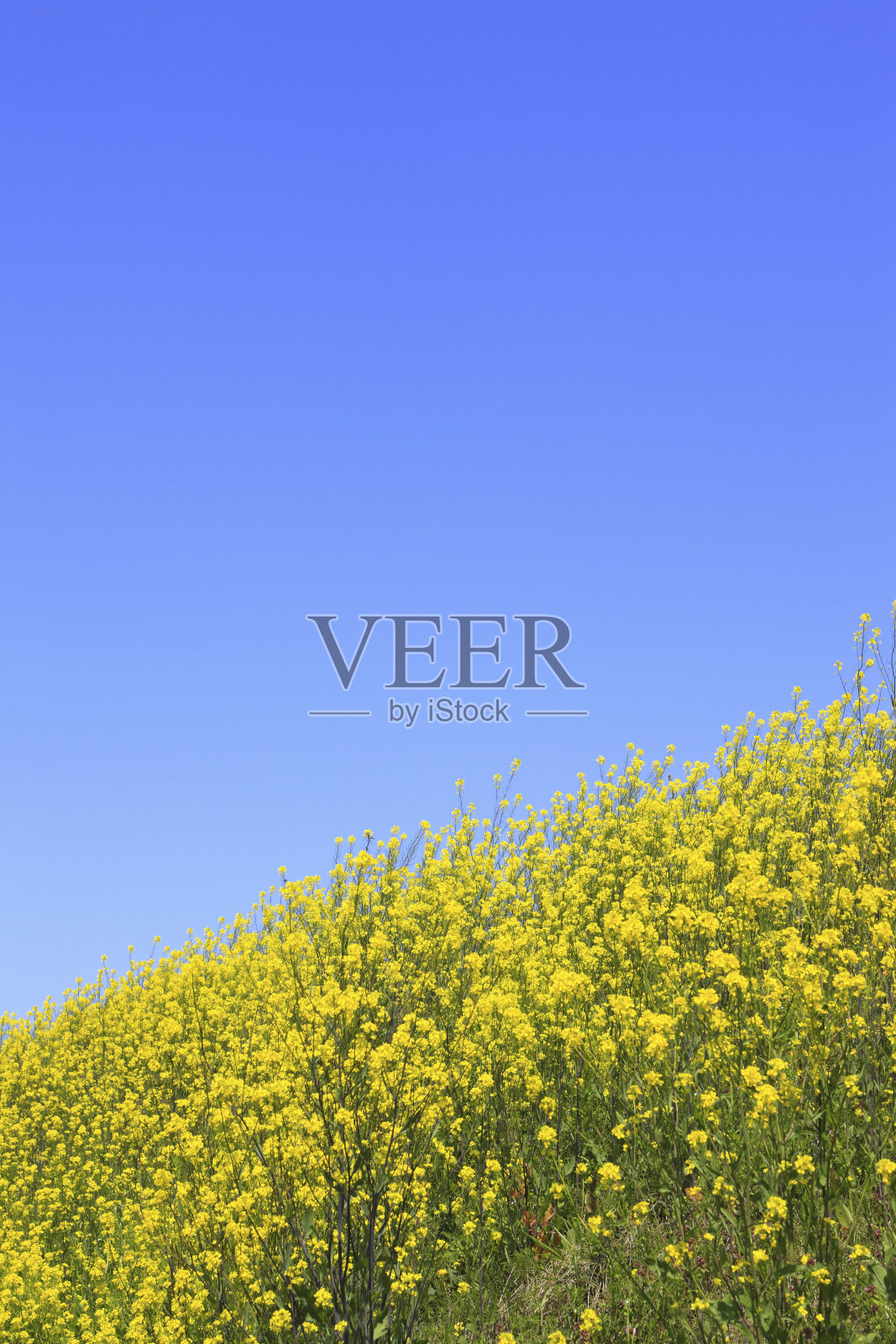 油菜花和蓝天照片摄影图片