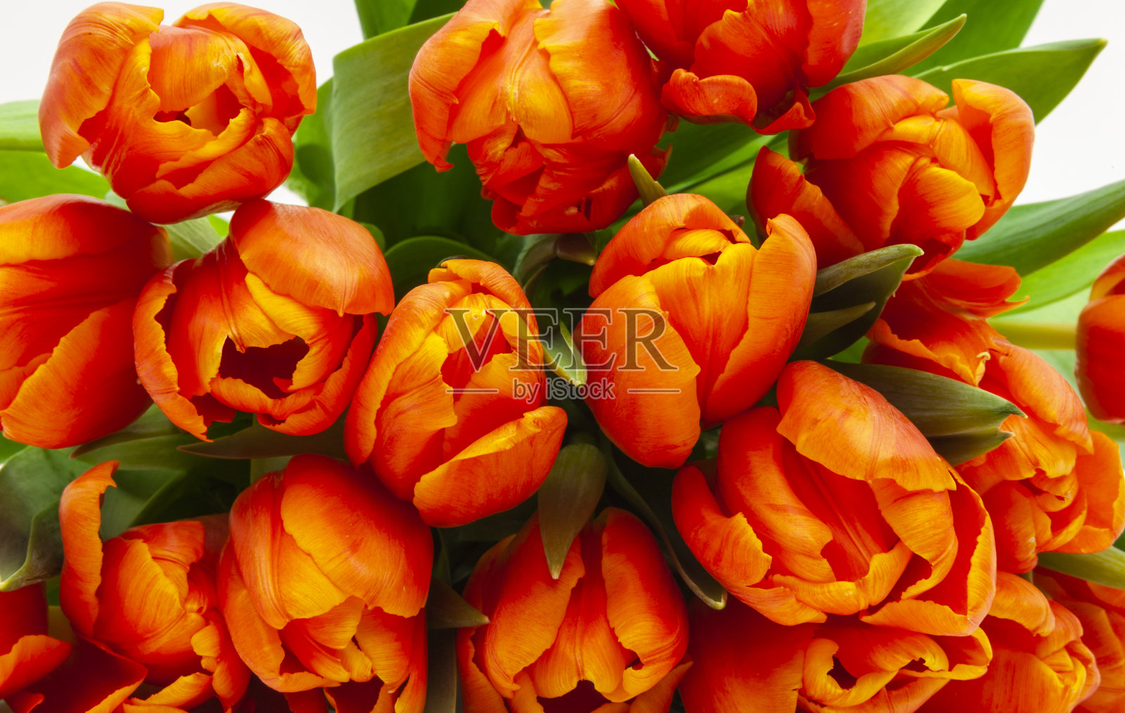 一束橙色的郁金香照片摄影图片