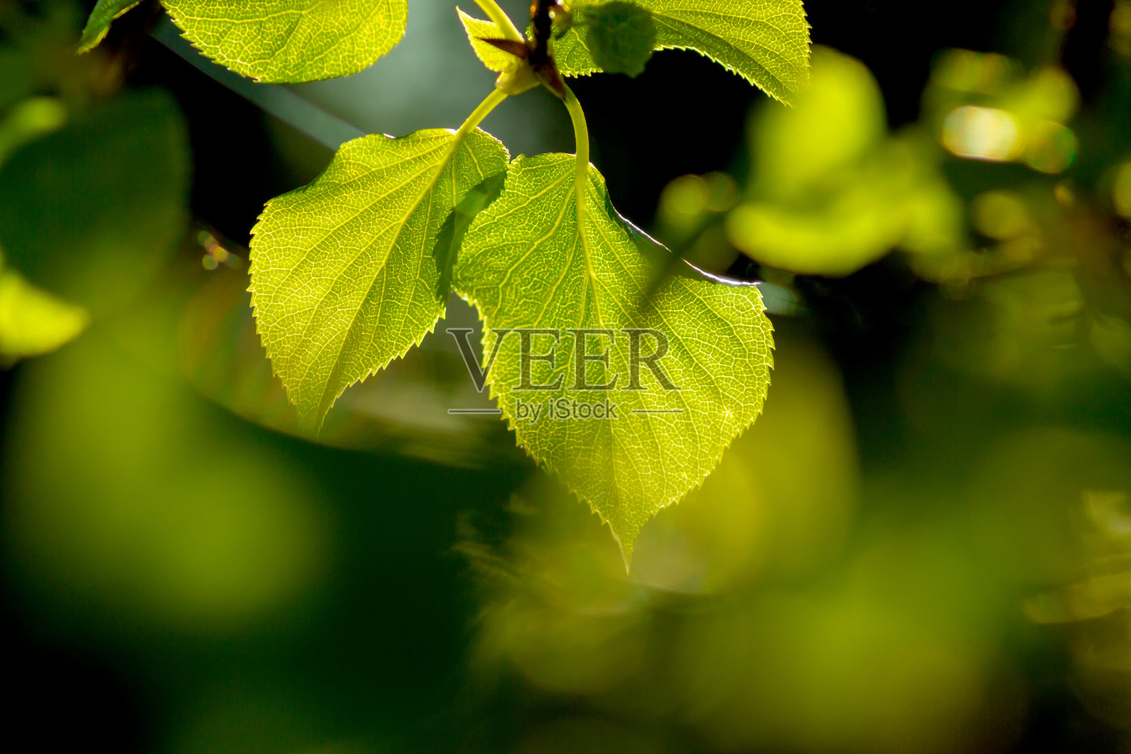 绿叶背景照片摄影图片