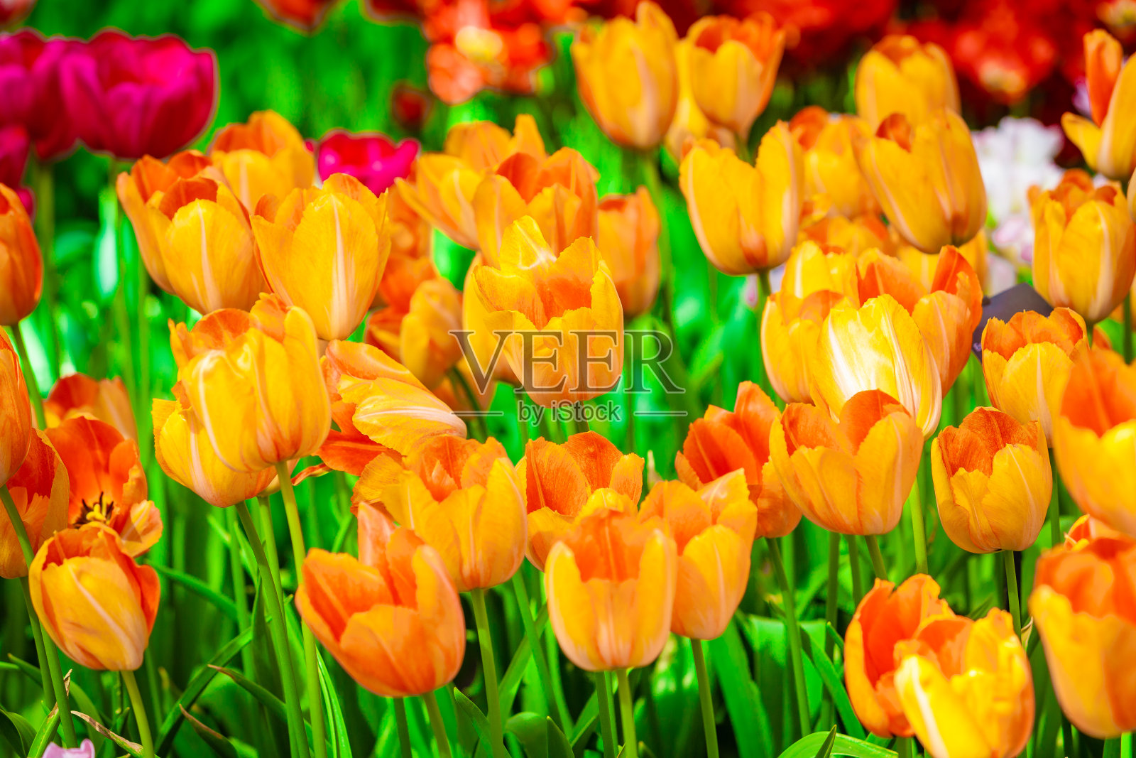 花郁金香背景。郁金香领域照片摄影图片