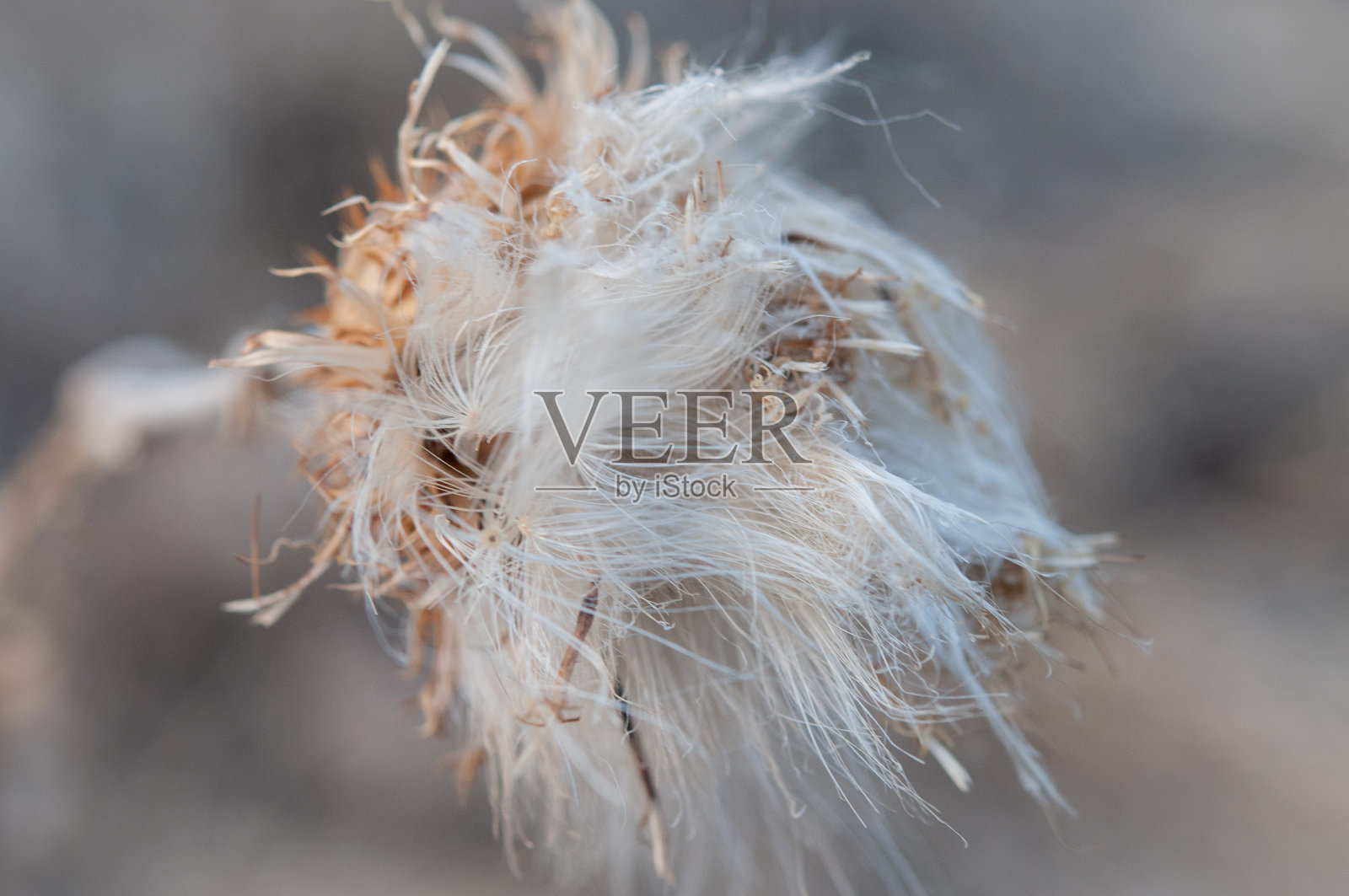 白色和棕色羊毛型花在冬季照片摄影图片